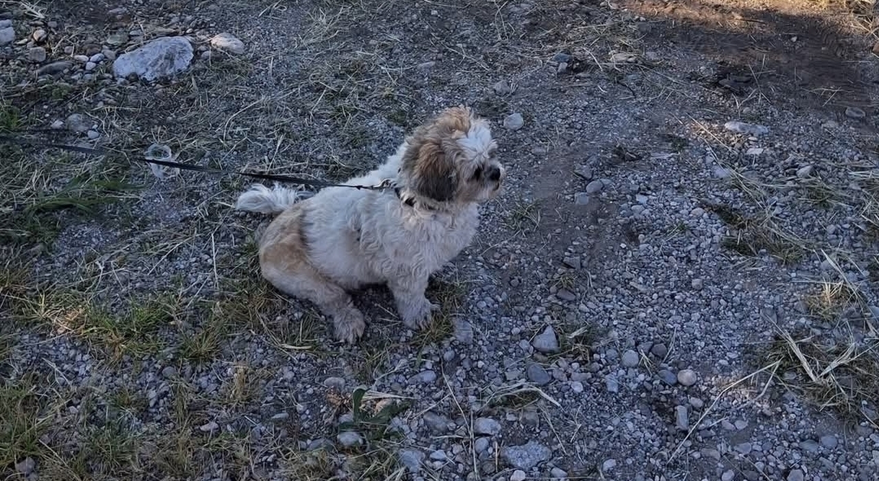 https://statics.cedscdn.it/photos/MED_HIGH/2026/10/05/9805526_05155807_cane_legato_bordo_strada.jpg