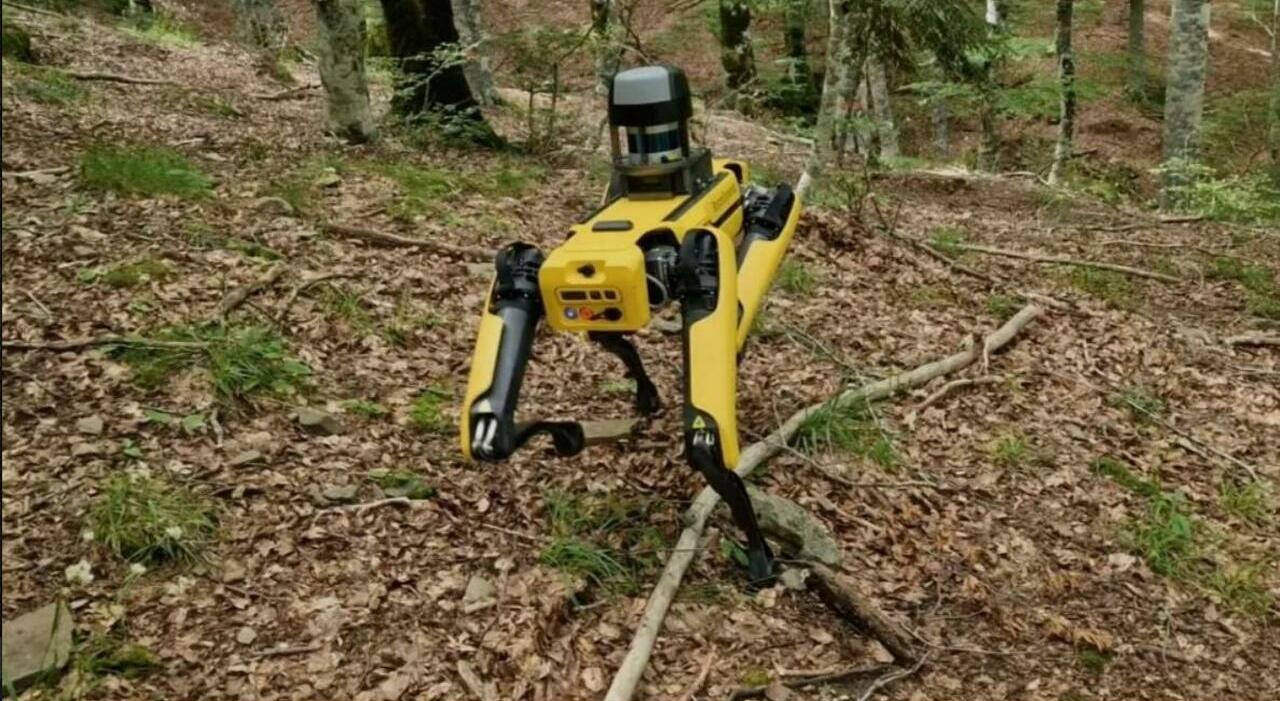cani robot contro i lupi al via i test sul cansiglio per allontanare i predatori da pecore mucche e asini attraverso dei sensori da Ilgazzettino.it cani robot contro i lupi al via i test sul cansiglio per allontanare i predatori da pecore mucche e asini attraverso dei sensori