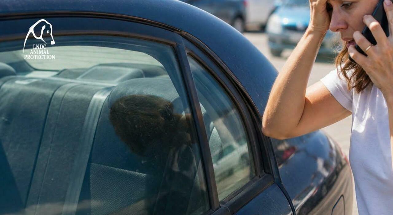 lasciati dentro lauto sotto il sole muoiono due cani san benedetto associazione animalista pronta a sporgere querela mai abbandonarli cos236 da Corriereadriatico.it lasciati dentro lauto sotto il sole muoiono due cani san benedetto associazione animalista pronta a sporgere querela mai abbandonarli cos236