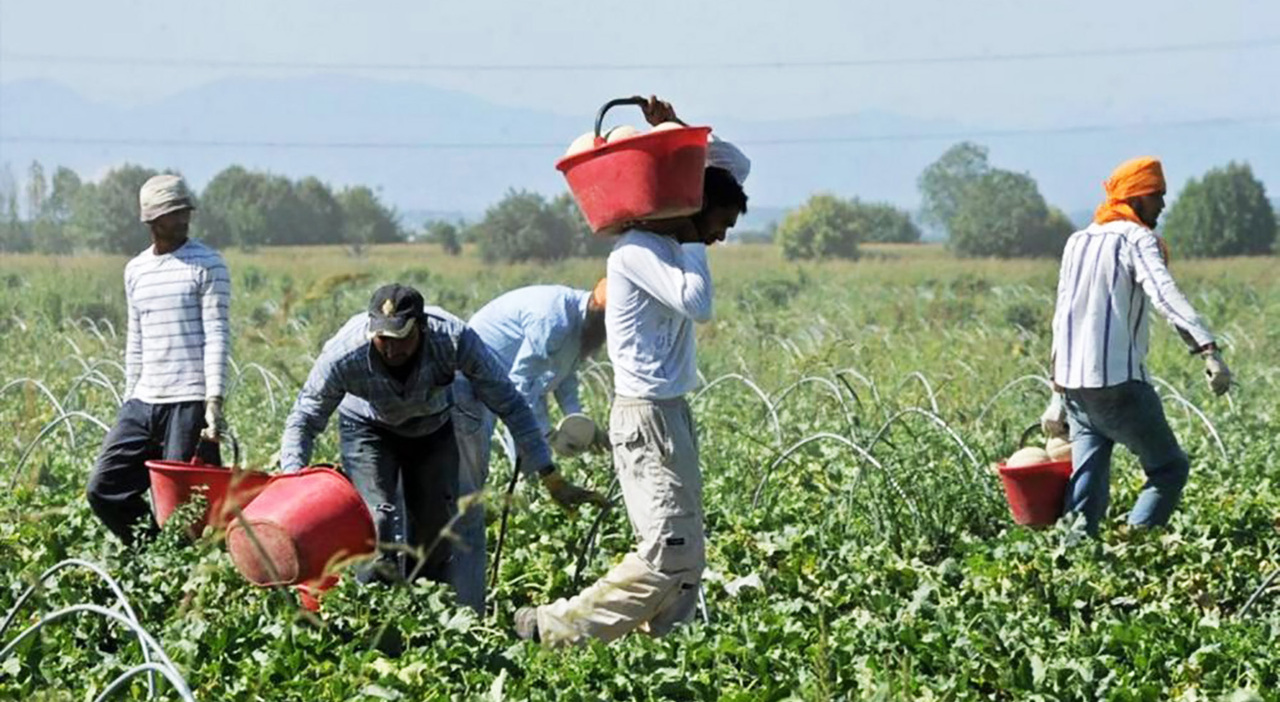 braccianti schiavi clandestini nel casertano pagati 80 centesimi a cassetta lavoravano per 14 ore da Ilmattino.it braccianti schiavi clandestini nel casertano pagati 80 centesimi a cassetta lavoravano per 14 ore