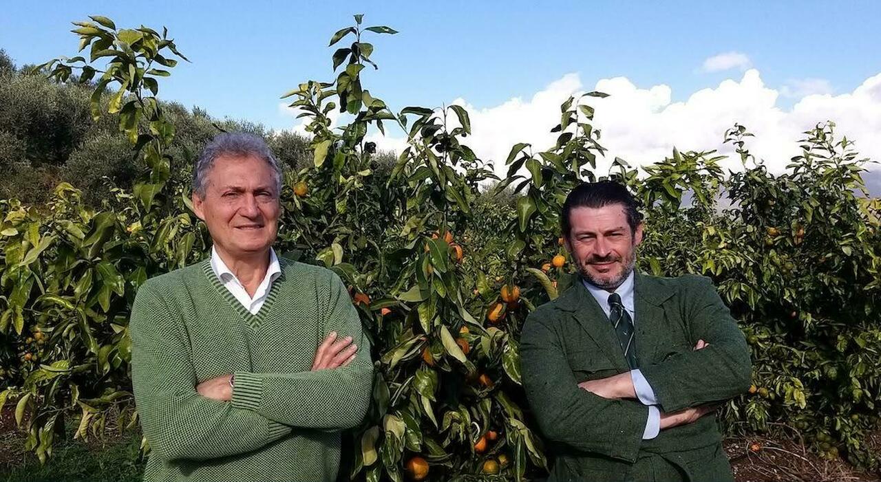 la clementina che allunga la stagione degli agrumi 232 tutta made in campania da Ilmattino.it la clementina che allunga la stagione degli agrumi 232 tutta made in campania