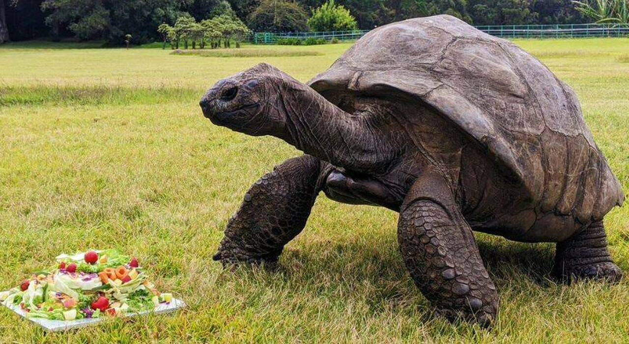 La tartaruga più vecchia del mondo si chiama...