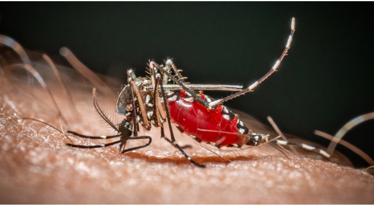 https://statics.cedscdn.it/photos/MED_HIGH/2026/10/08/9812535_08184020_dengue_5_focolai_italia_casi_autoctoni_west_nile_province_forma_neuroinvasiva_letalita_oggi_2_.jpg