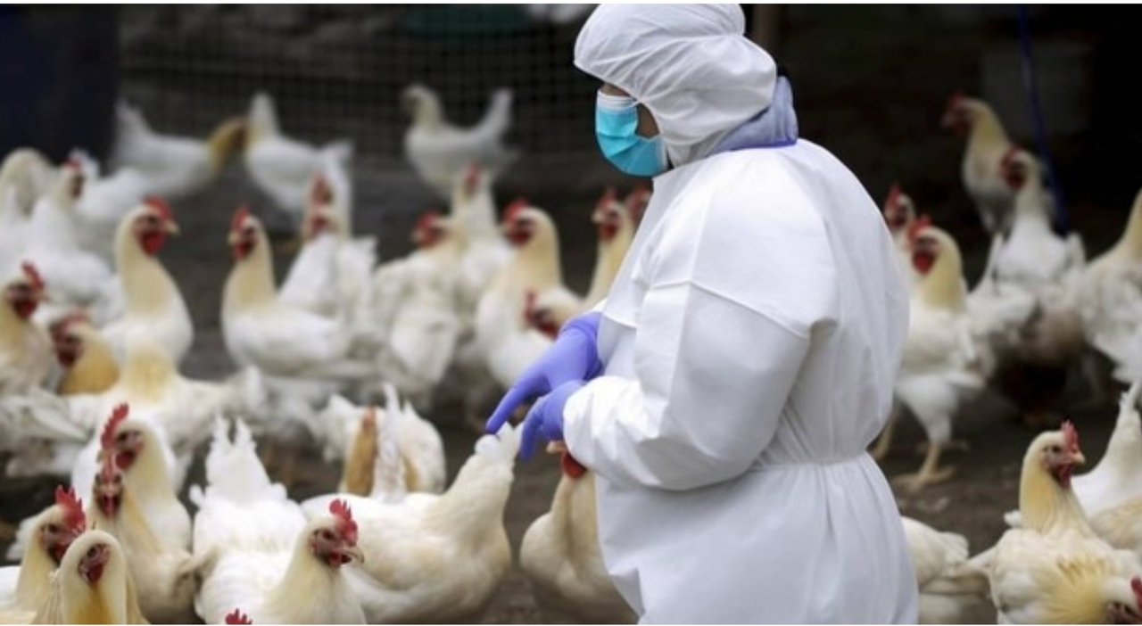 https://statics.cedscdn.it/photos/MED_HIGH/2026/10/08/9812550_08185924_influenza_aviaria_animali_rischio_focolai_valutare_vaccino_stagionale_lavoratori_esposti_oggi.jpg
