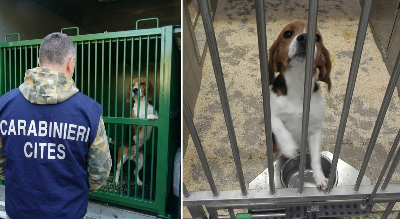 verona maltrattamenti su cani nei laboratori aptuit l indagine beagle nightmare tra i 14 denunciati anche dirigenti e medici dell autorit224 sanitaria di verona da Ilgazzettino.it verona maltrattamenti su cani nei laboratori aptuit l indagine beagle nightmare tra i 14 denunciati anche dirigenti e medici dell autorit224 sanitaria di verona
