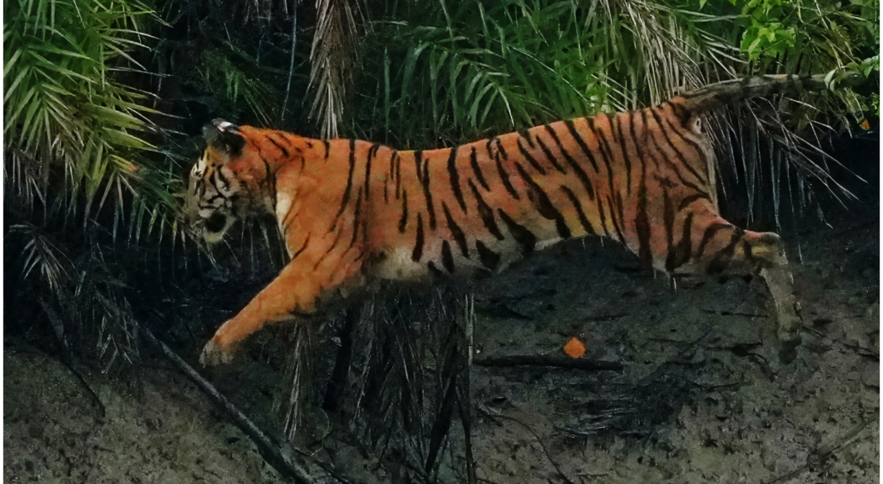 https://statics.cedscdn.it/photos/MED_HIGH/2026/10/10/9816761_10200750_sbranato_tigre_zoo_yorkshire_wildlife_park_oggi_4_.jpg