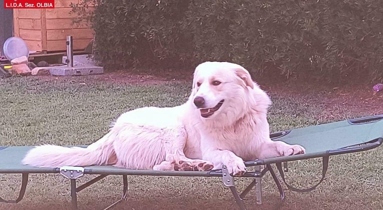 https://statics.cedscdn.it/photos/MED_HIGH/2026/10/12/9819802_12112649_cane_ucciso_fucilate_olbia.jpg