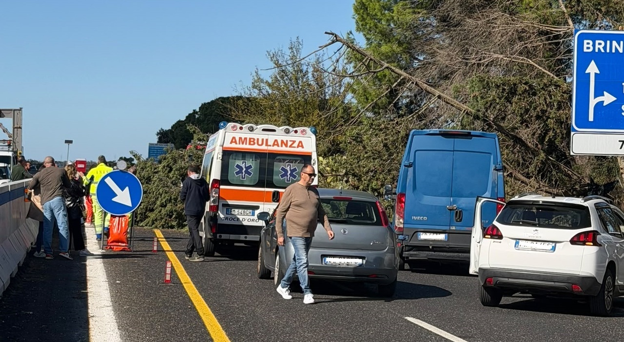 paura sulla statale albero cade per il forte vento e travolge un furgone ferito il conducente e traffico in tilt da Quotidianodipuglia.it paura sulla statale albero cade per il forte vento e travolge un furgone ferito il conducente e traffico in tilt