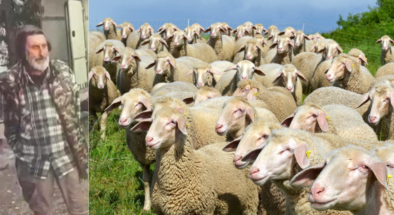 il pastore fuorilegge allontanato dalla val di zoldo per 4 anni ma i paesi vicini tremano di fronte al gregge di 400 pecore da Ilgazzettino.it il pastore fuorilegge allontanato dalla val di zoldo per 4 anni ma i paesi vicini tremano di fronte al gregge di 400 pecore