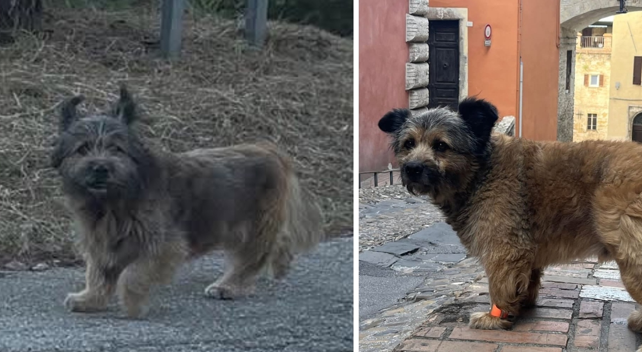 https://statics.cedscdn.it/photos/MED_HIGH/2026/10/18/9833310_18190436_cane_francesco_perugia.jpg