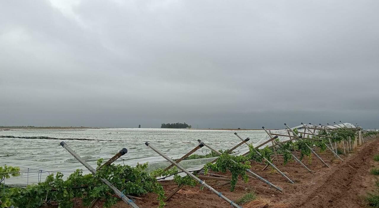maltempo danni a vigneti e tendoni sradicati la furia di vento e pioggia in puglia da Quotidianodipuglia.it maltempo danni a vigneti e tendoni sradicati la furia di vento e pioggia in puglia