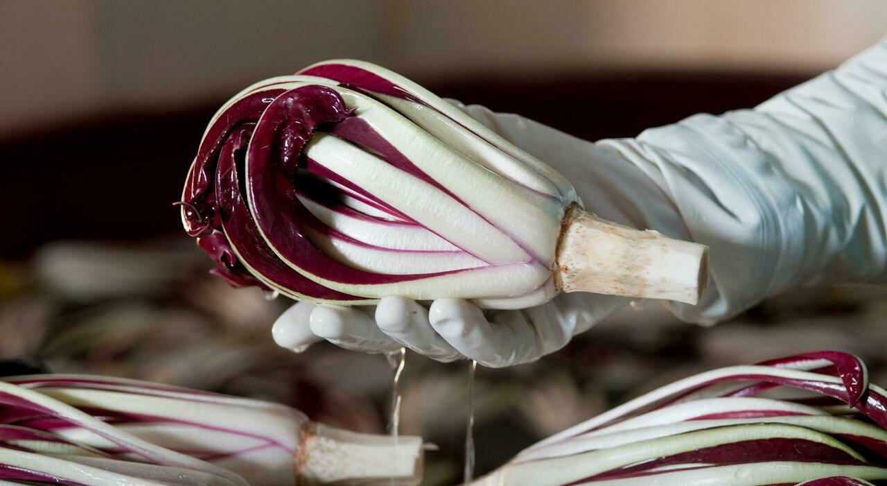 il radicchio rosso a rialto vola a 30 euro al chilo la primizie costano care da Ilgazzettino.it il radicchio rosso a rialto vola a 30 euro al chilo la primizie costano care