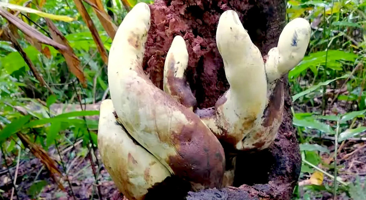 Fungo gigante scoperto in Cina, risale...