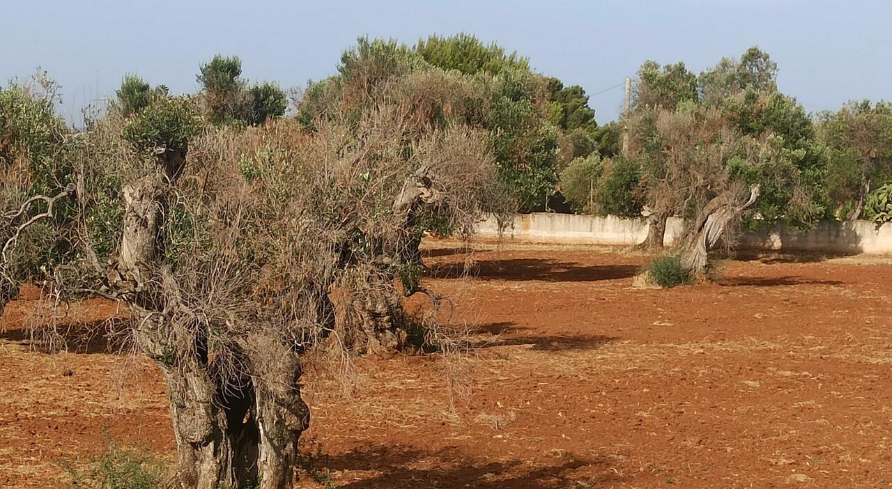 ulivi in sofferenza e chiome secche lallarme verifiche sulla xylella da Quotidianodipuglia.it ulivi in sofferenza e chiome secche lallarme verifiche sulla xylella