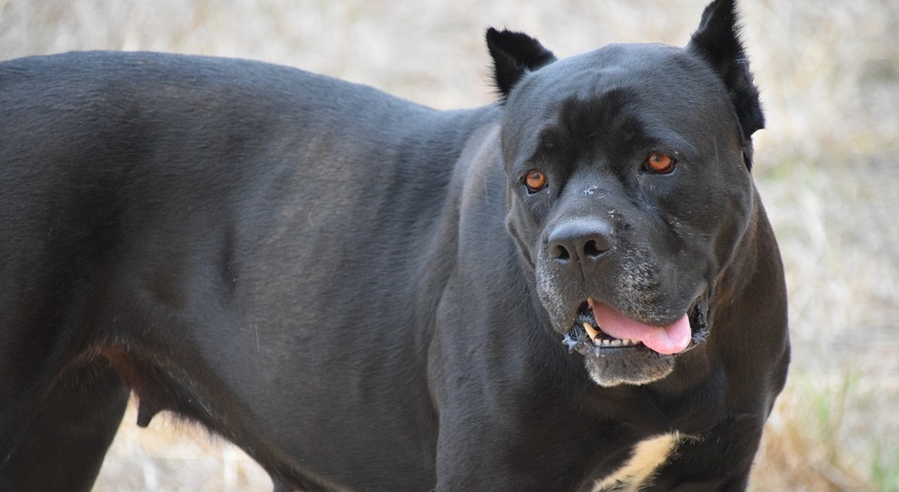 azzannato da un cane al bar sfiorata l arteria femorale insegue i proprietari sull autobus e li fa bloccare dai carabinieri da Ilgazzettino.it azzannato da un cane al bar sfiorata l arteria femorale insegue i proprietari sull autobus e li fa bloccare dai carabinieri