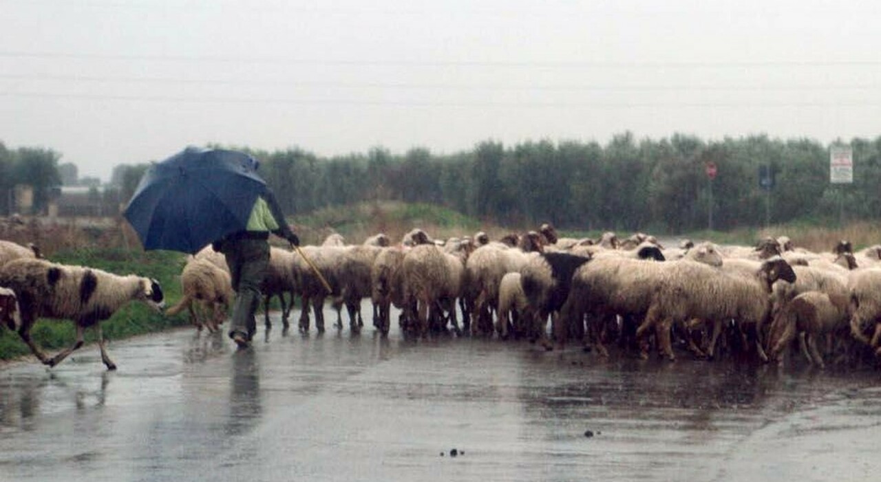 puglia due focolai di carbonchio ematico in allevamenti vaccini obbligatori entro 5 km da Quotidianodipuglia.it puglia due focolai di carbonchio ematico in allevamenti vaccini obbligatori entro 5 km