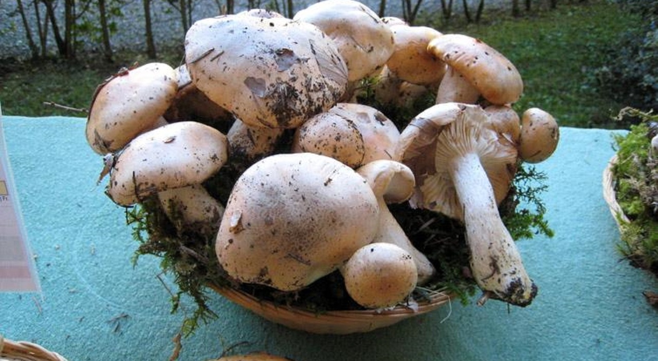 Poisonous mushrooms, four people hospitalized