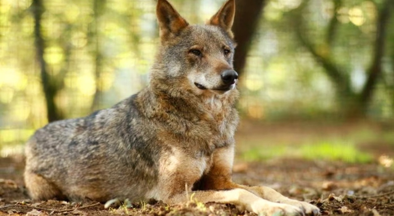 Bologna, lupi uccisi con il veleno per topi nel parco di Monte Sole