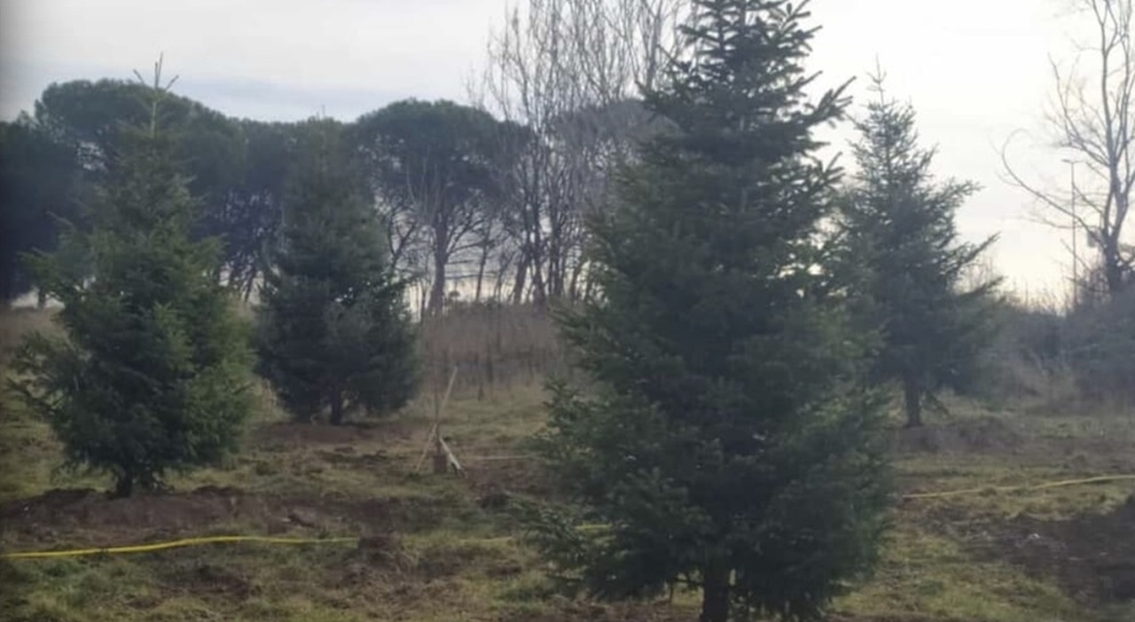 Gli alberi di Natale saranno utilizzati per ricostituire il bosco del IV municipio di Colle degli Abeti a Roma