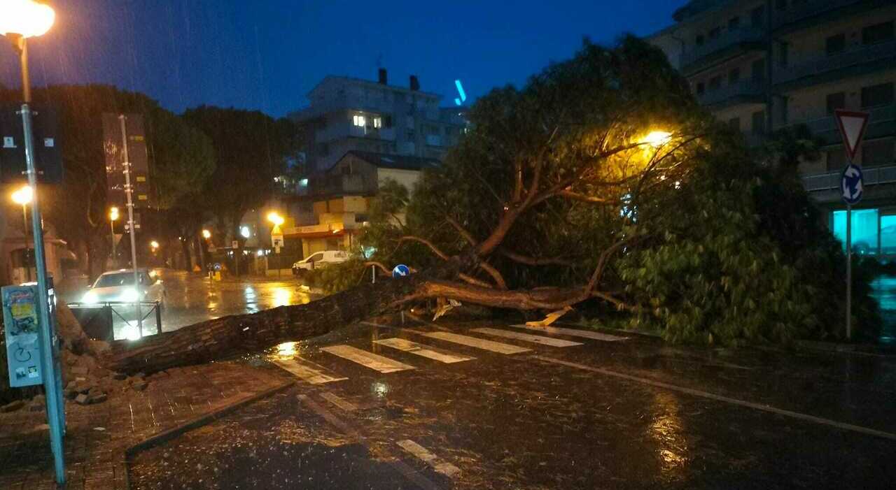 Bora a Jesolo, raffiche fortissime buttano giù un pino gigante che crolla in strada. Sul posto arriva il sindaco De Zotti