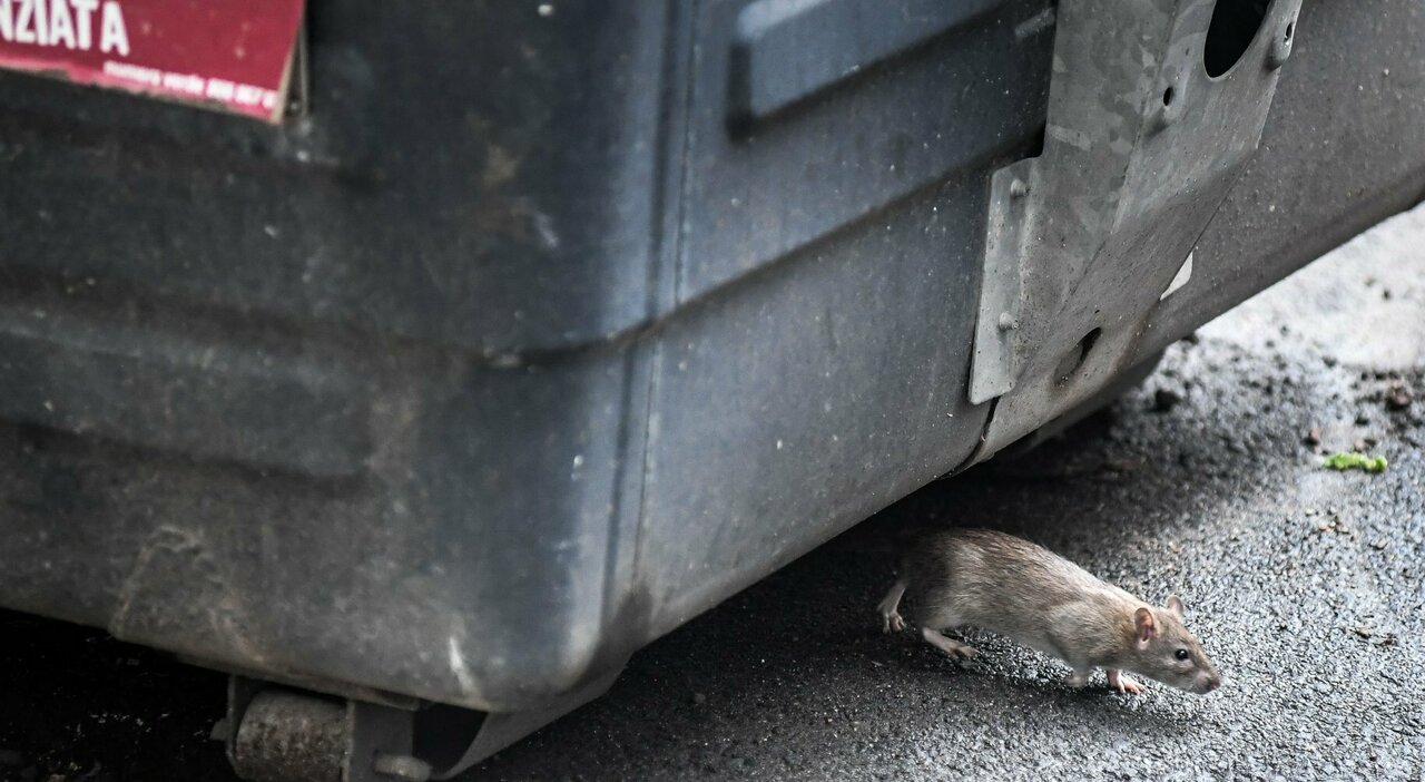 Rome's Rodent Problem: Health Risks and the Need for Cleaner Streets