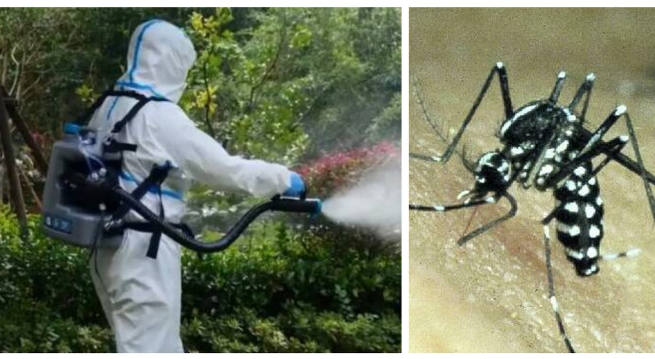 Dengue, Il Virus Di Fano Arriva In Toscana. Scatta Una Super ...