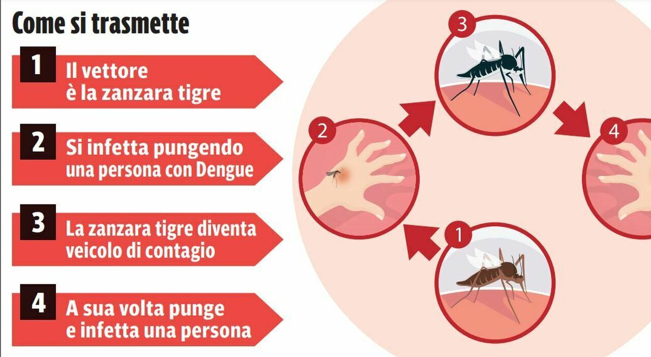 La Dengue nelle Marche: cos?è, come si prende e come non infettarsi