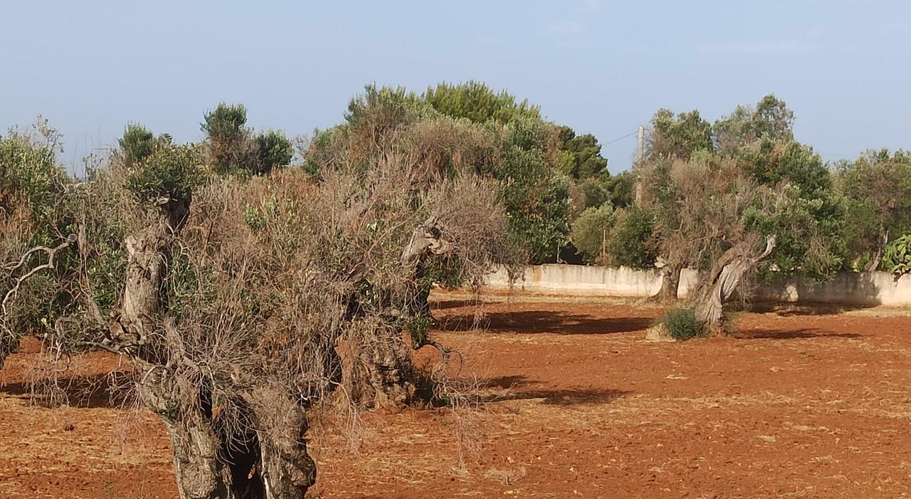 Xylella, indennizzi non pagati. La Regione incalza il governo: «Oltre 6mila imprese in attesa»