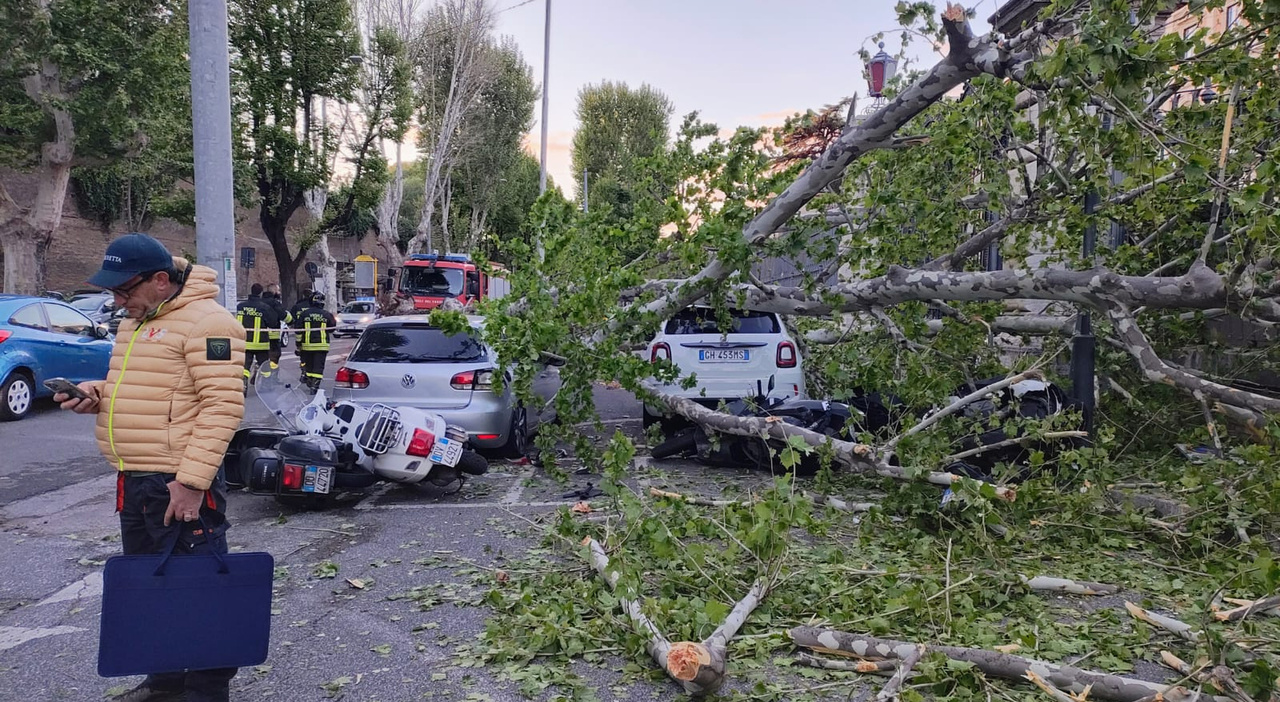 Large Plane Tree Falls in Front of Umberto I Policlinic in Rome