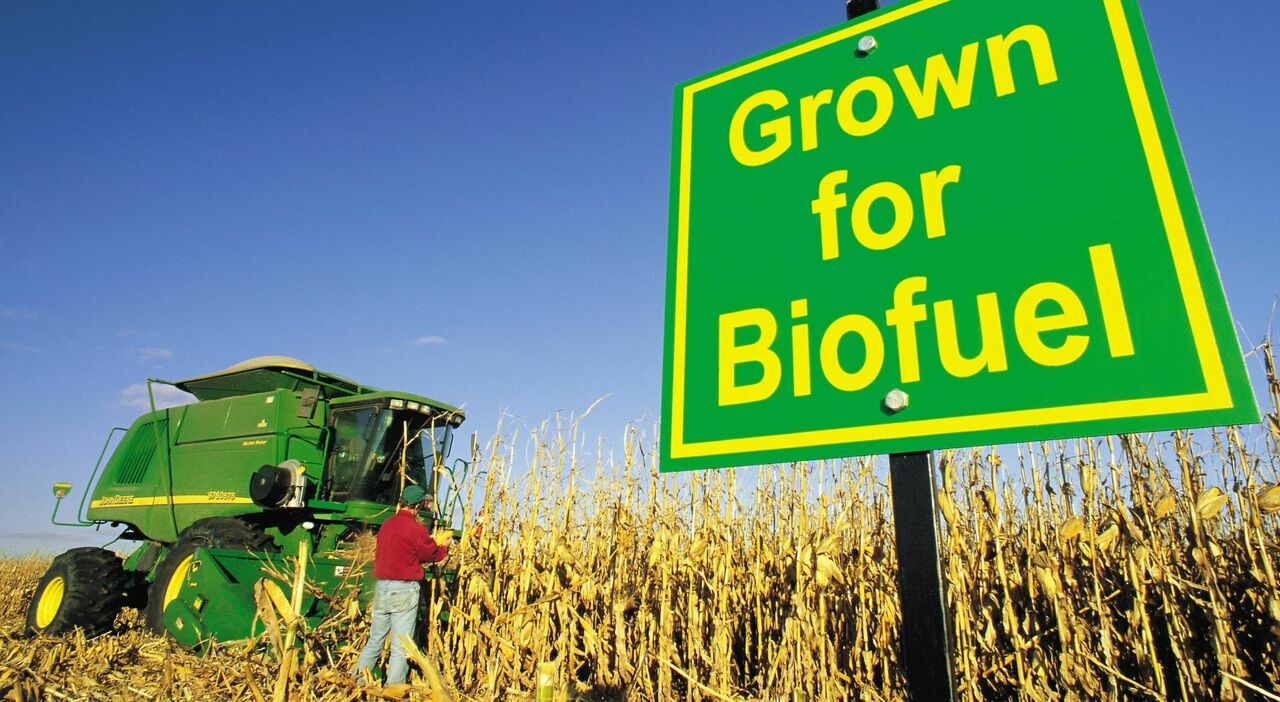 Una coltivazione di mais per la produzione di biofuel