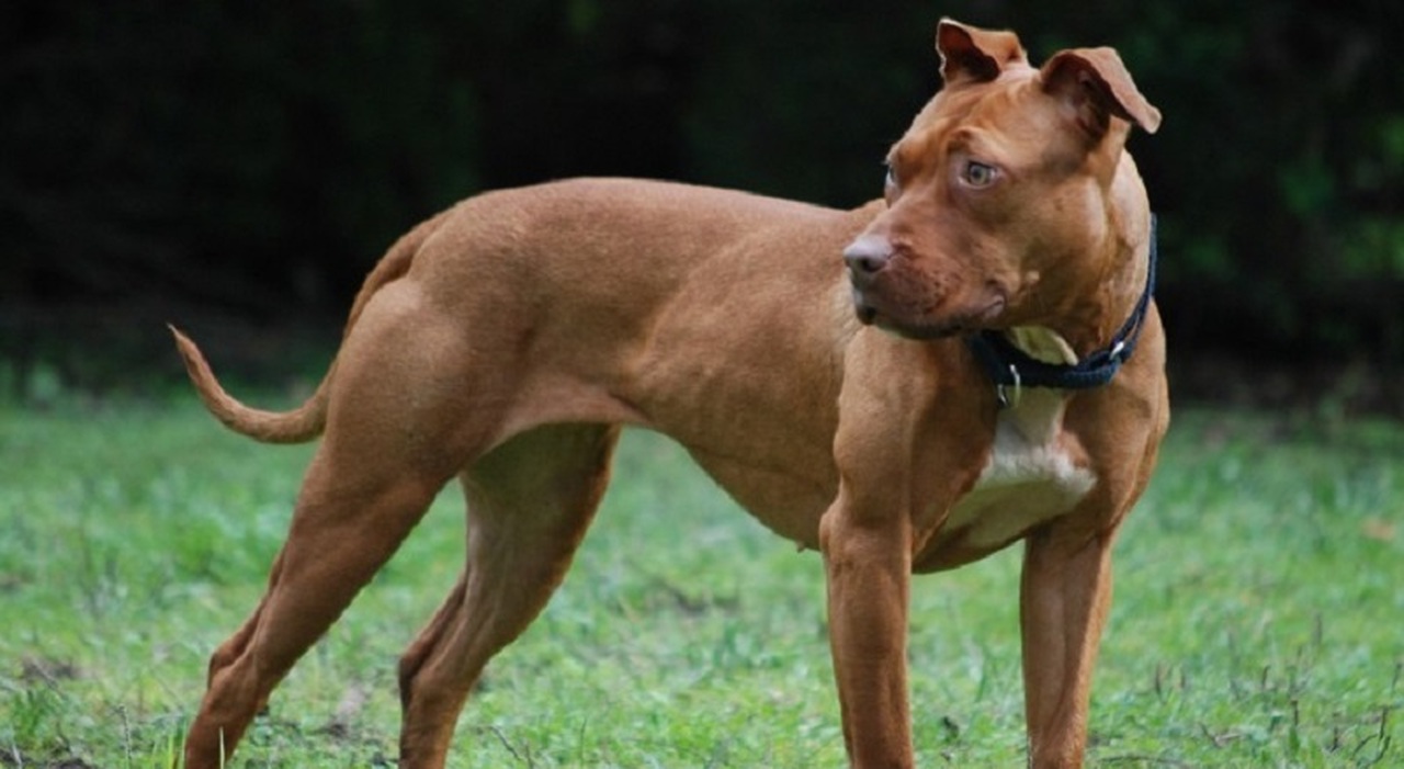 Falconara, dopo la fidanzata il pitbull assale anche la madre: anche lei finisce al pronto soccorso, nuovo choc in paese