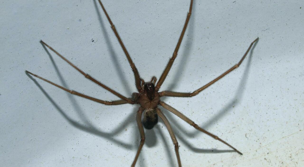 The Dangerous Violin Spider: Symptoms, Identification, and Treatment