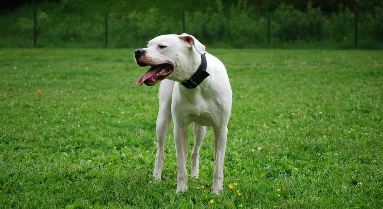 «Sono un addestratore di cani: ecco le tre razze da evitare assolutamente in presenza di bambini». I consigli dell