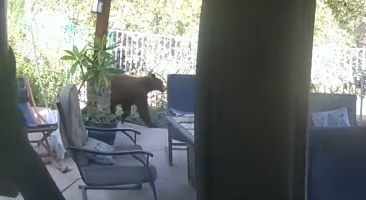 The bear enters the house and eats a cake and then dares to escape