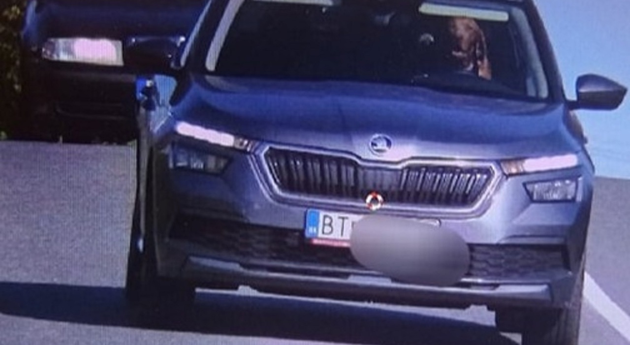 Cane al volante dell'auto, l'autovelox in Slovenia immortala la scena. Il proprietario multato