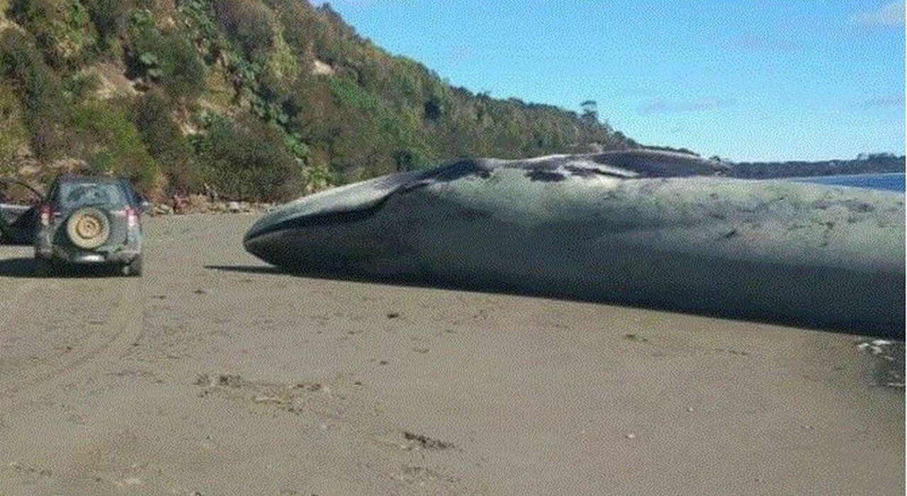 Balenottera azzurra trovata morta su una spiaggia in Cile le foto incredibili