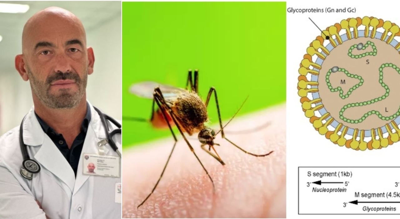 Virus Oropouche, rischio trasmissione sessuale: in Italia 5 casi, quali sono i sintomi. Bassetti: «Evitare rapporti non protetti»