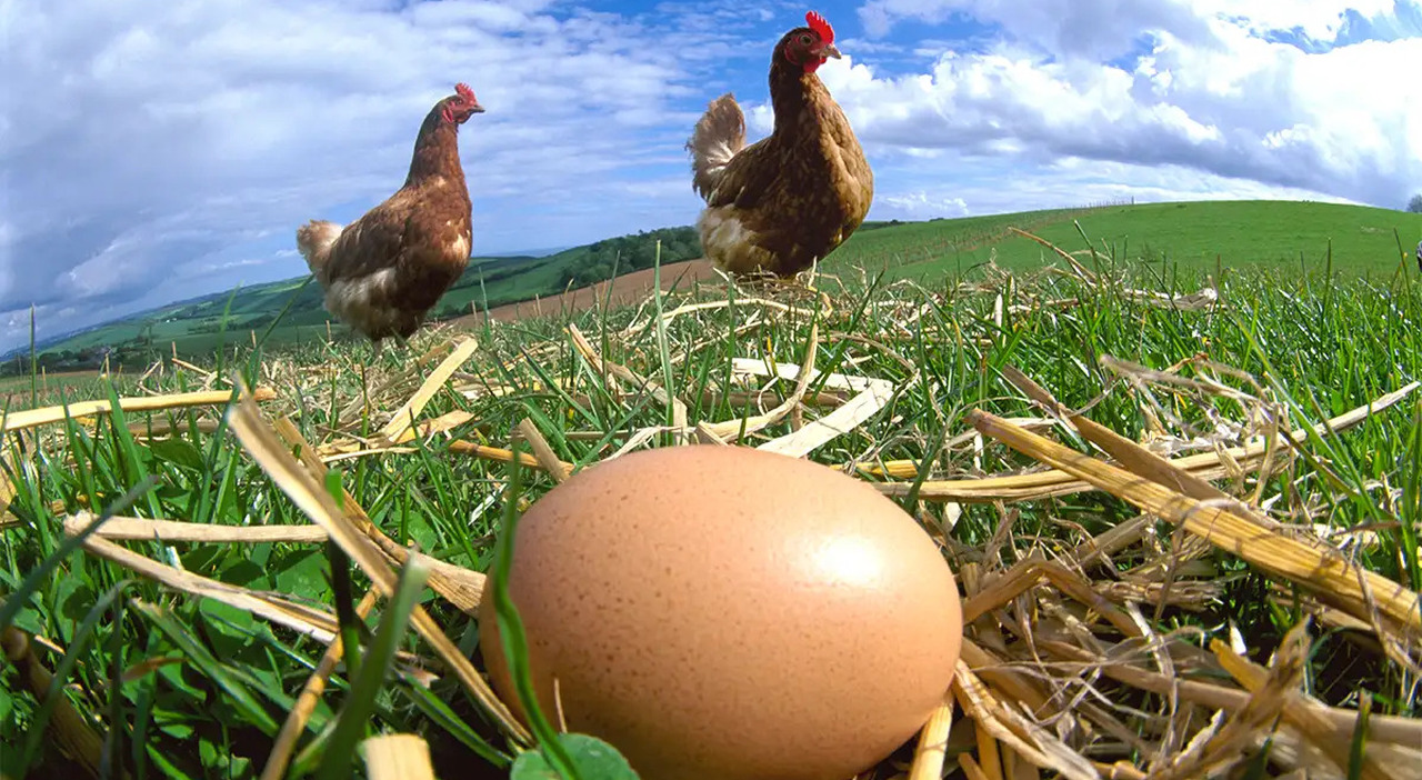 Chi è Nato Prima L'uovo O La Gallina È nato prima l'uovo o la gallina? Gli scienziati hanno finalmente dato