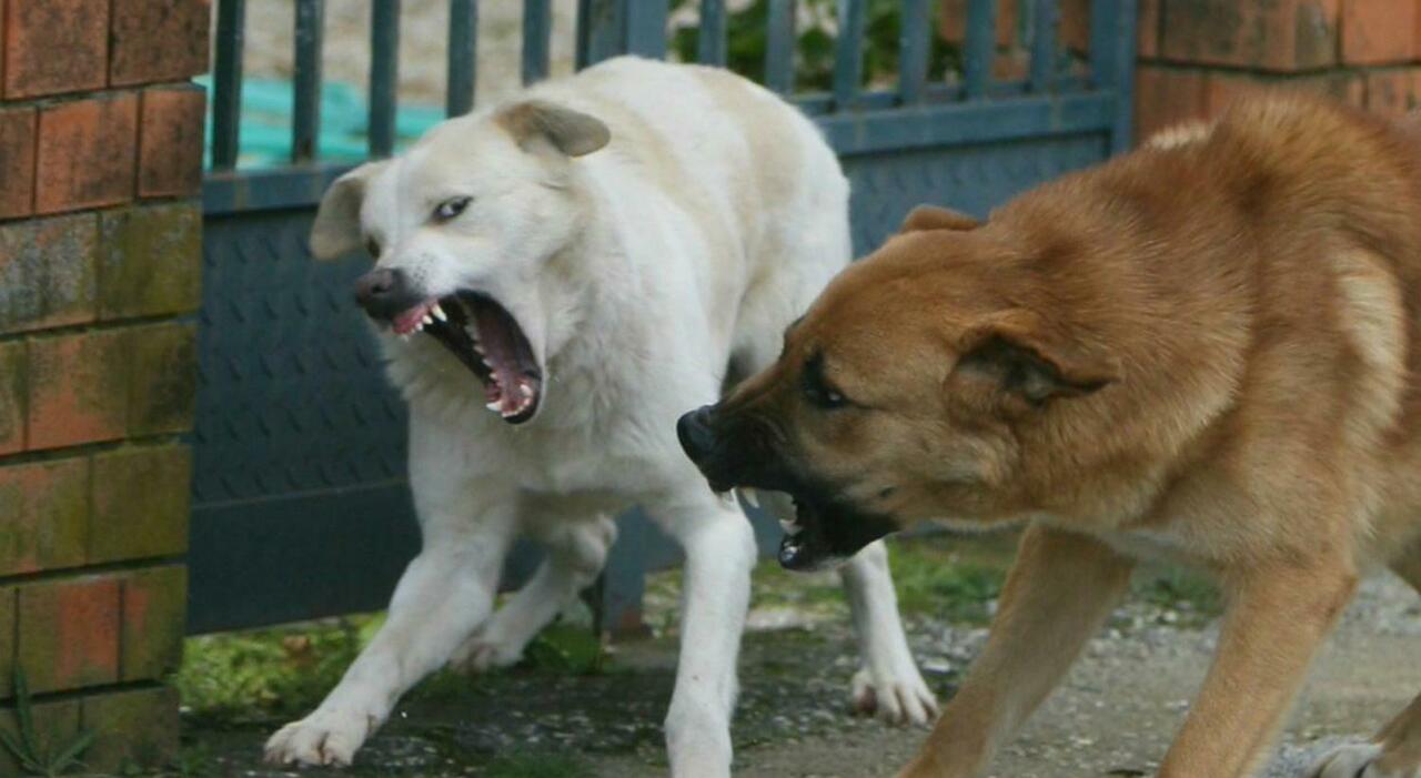 Postino rincorso e morso dai cani: «Pericolosi, vanno fermati. E se passa un bambino?»