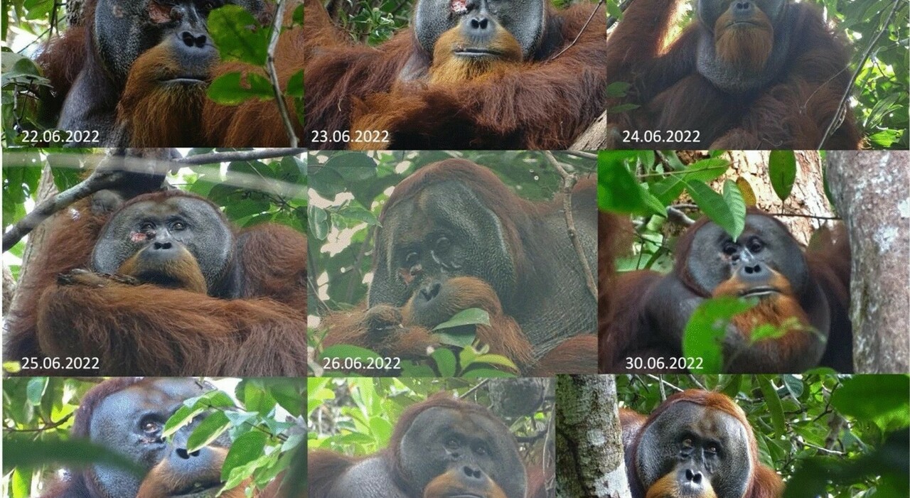 A Sumatran orangutan used medicinal plants to heal a wound
