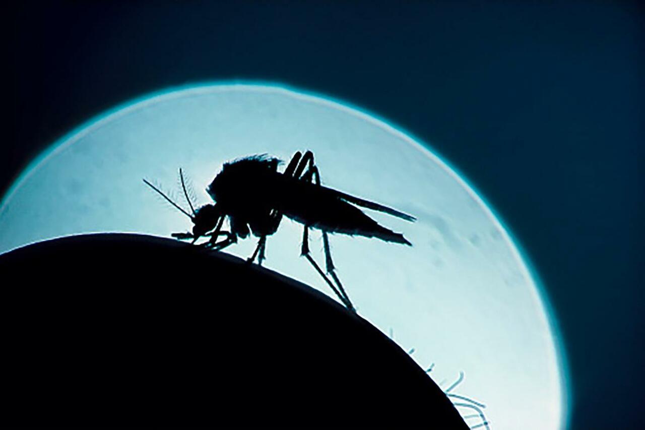 Zanzara della