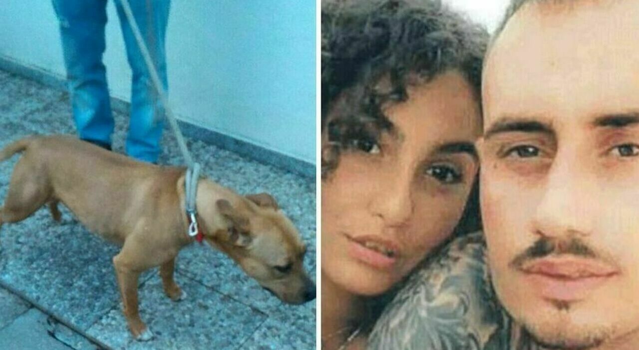 Giulia sbranata dal pitbull, pigiamino insanguinato trovato nei rifiuti: la bimba cambiata prima di andare al pronto soccorso