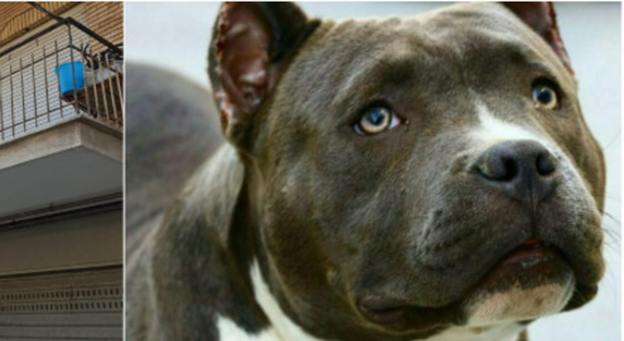 Acerra, bimba sbranata da pitbull: nei rifiuti un pigiamino insanguinato