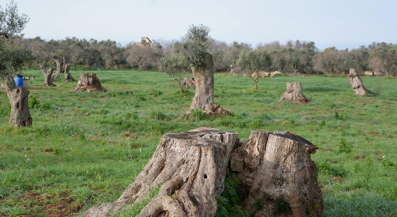 Xylella, ristori a rischio. Scontro governo Regione sui ritardi nei pagamenti