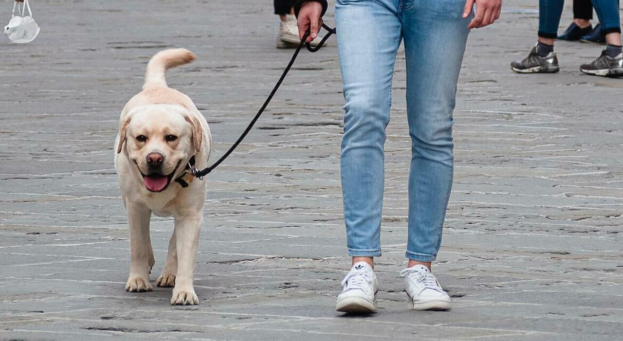 L’esclusivo appartamento dell’uomo che ha reinventato il concetto di toilette per cani!