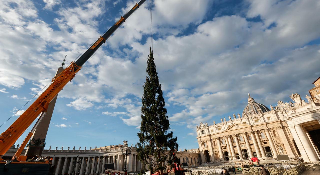 La rivolta in Trentino scatena la raccolta firme per bloccare il taglio dell’abete di Natale del Papa: «È uno scempio»