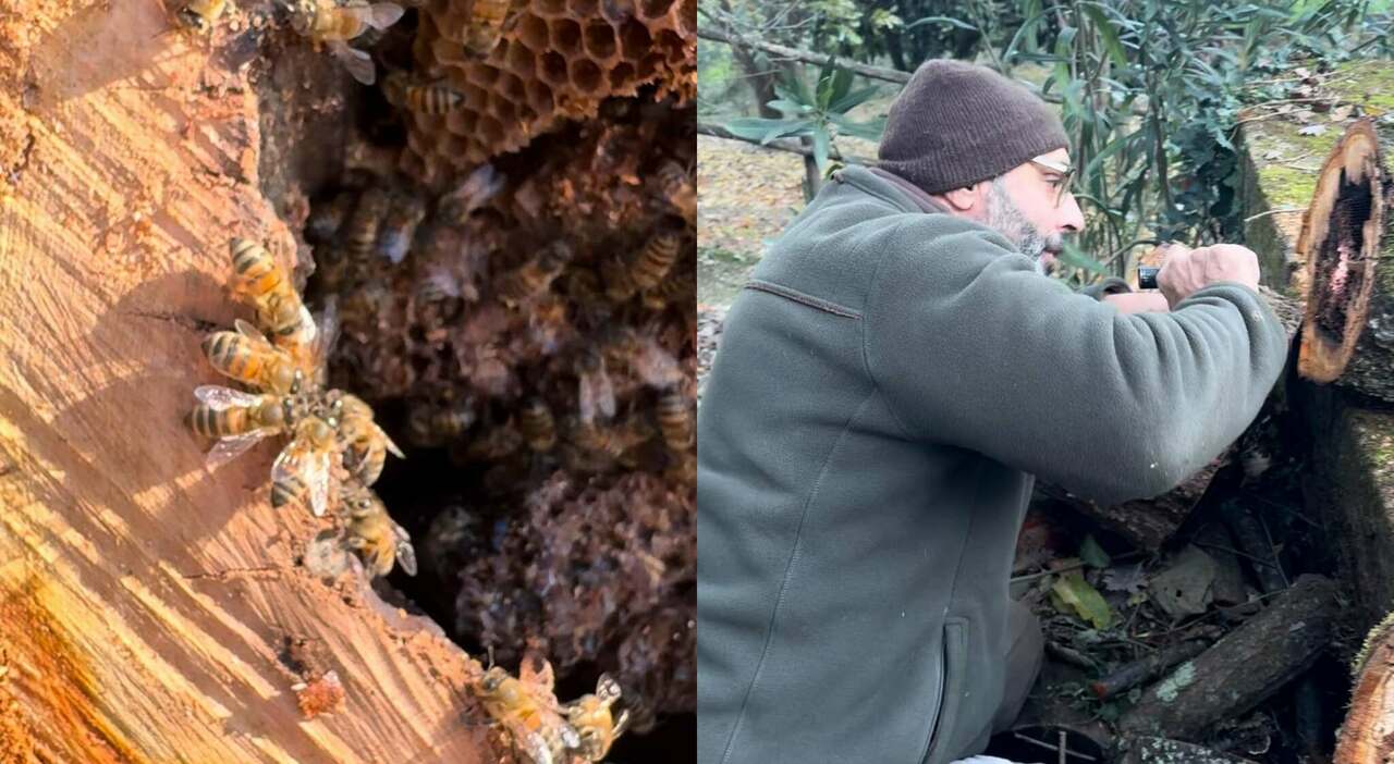 Giardiniere attacca colonie di api mentre taglia il tronco di un albero: attimi di paura vicino Roma.