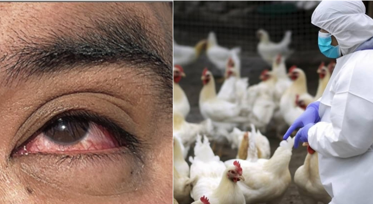 Avian flu, alarm over the epidemic among US cattle: coinjunctivitis is among the symptoms of the first infected man.  The expert: «Probable other cases» – ilmessaggero.it