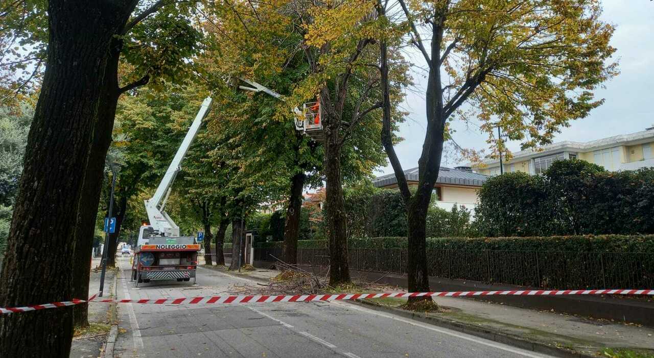 Tree collapses on a moving car, six days later the Municipality orders the sick ones in the station avenue to be cut down