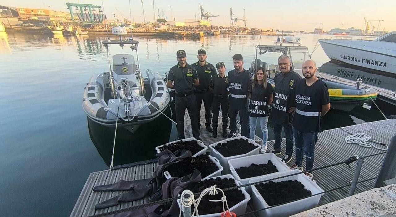 Ancona, lotta alla pesca di frodo: 9000 ricci di mare prelevati senza permesso. 76mila euro di sanzioni e sette denunce